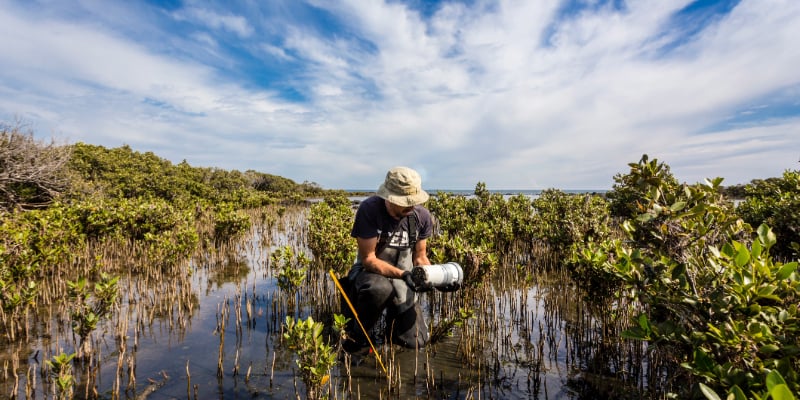 Hombre trabajando en los humedales australianos